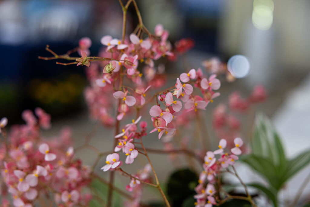 41e édition des Florilèges tournée vers le bien-être et l’embellissement
